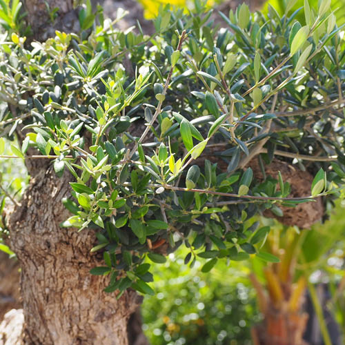 Photo d'un olivier et de son feuillage, utilisée pour illustrer la taille et l'entretien d'un olea europeae