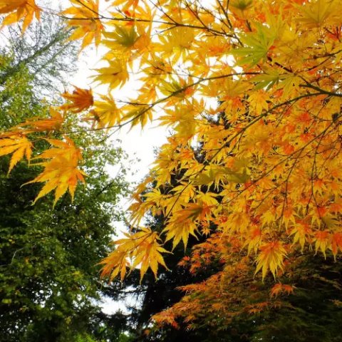 Acer palmatum 'Orange Dream'