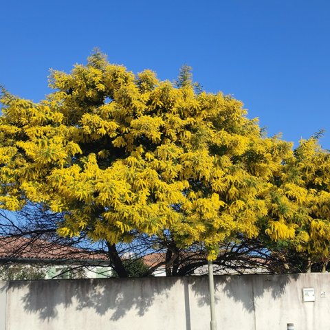Acacia baileyana 