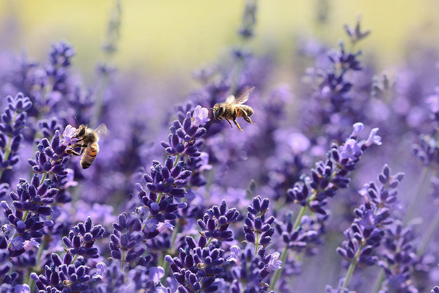 Une sélection de plantes pour vous aider à faire fuir les moustiques 