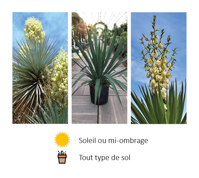 Photos de Yucca Gloriosa présentées par Négoplantes, Grossiste en végétaux en Gironde