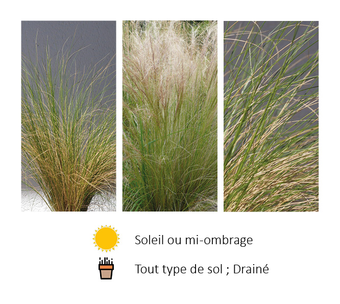 Stipa tenuifolia présenté par Negoplantes, Grossiste en plantes à bordeaux 