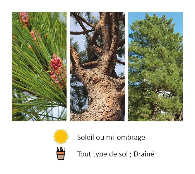 Pinus pinaster présenté par Negoplantes, Grossiste en végétaux à bordeaux et alentours
