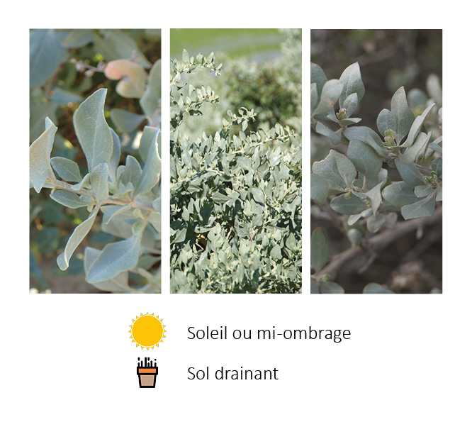 Photos d'Atriplex halimus présentées par Négoplantes, grossiste en végétaux en Gironde