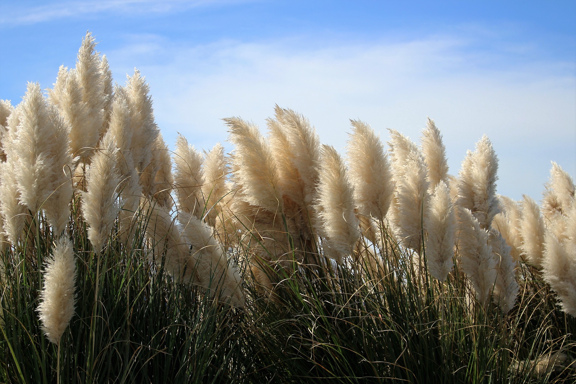 Herbe de la pampa