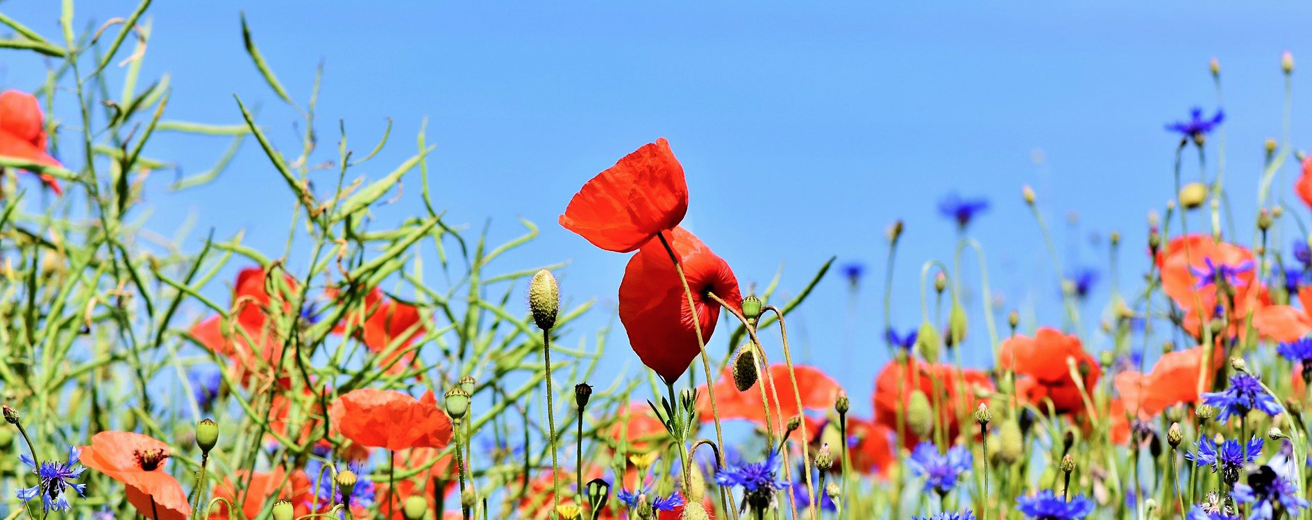 Plantes locales dans le jardin, quels sont les avantages ?