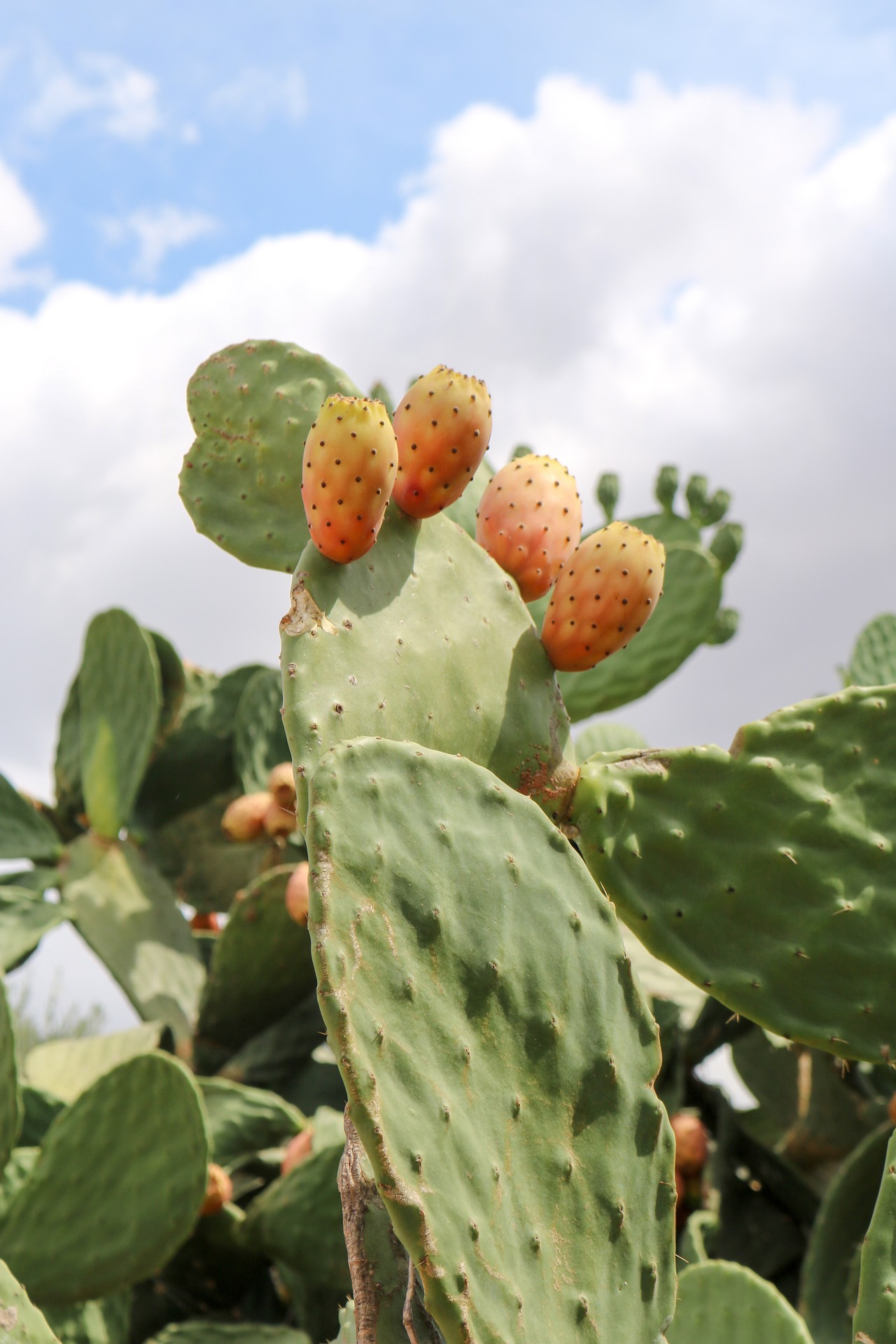 L'Opuntia ficus indica