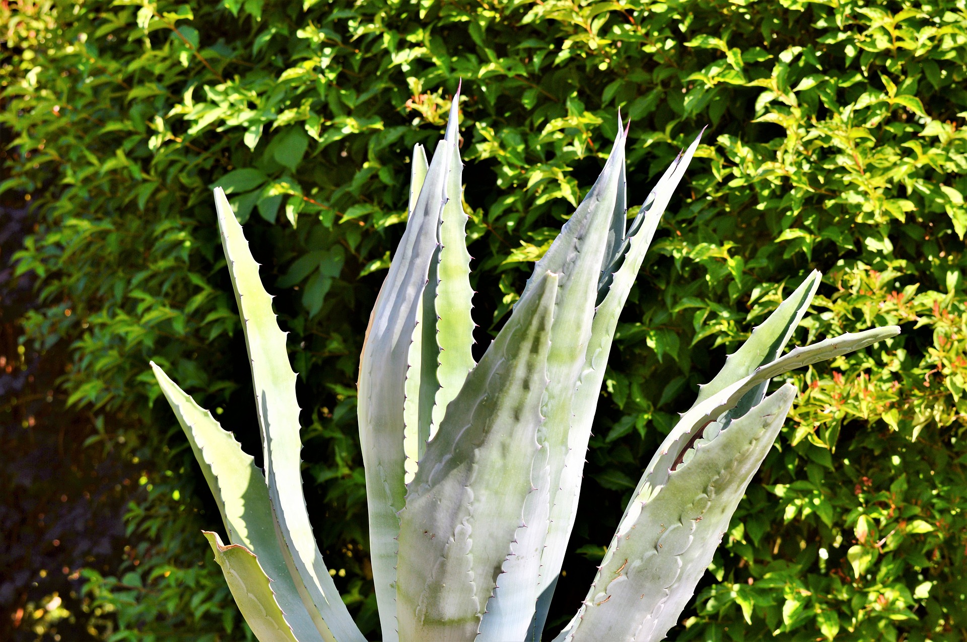 Agave