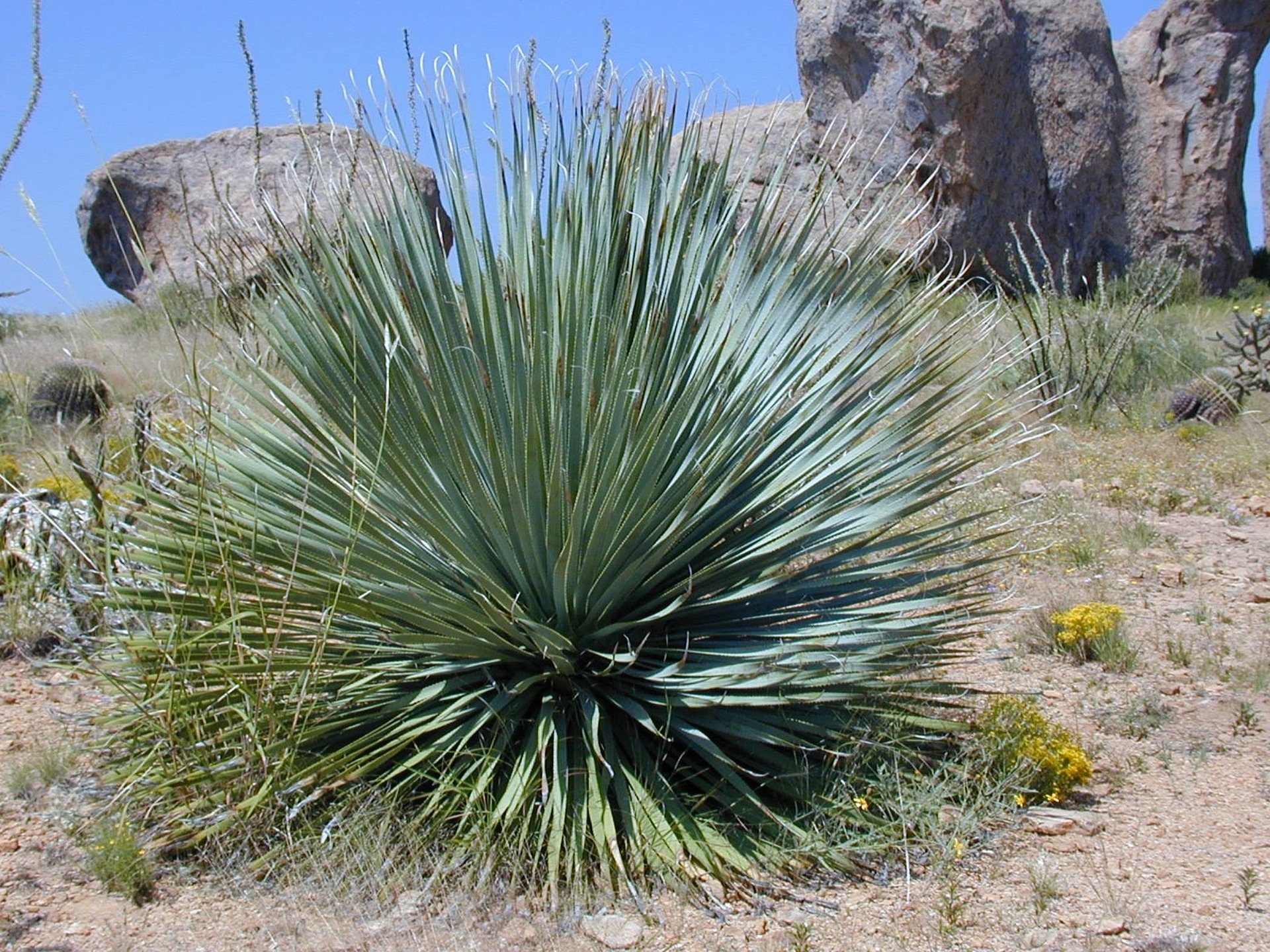 Yucca rostrata 