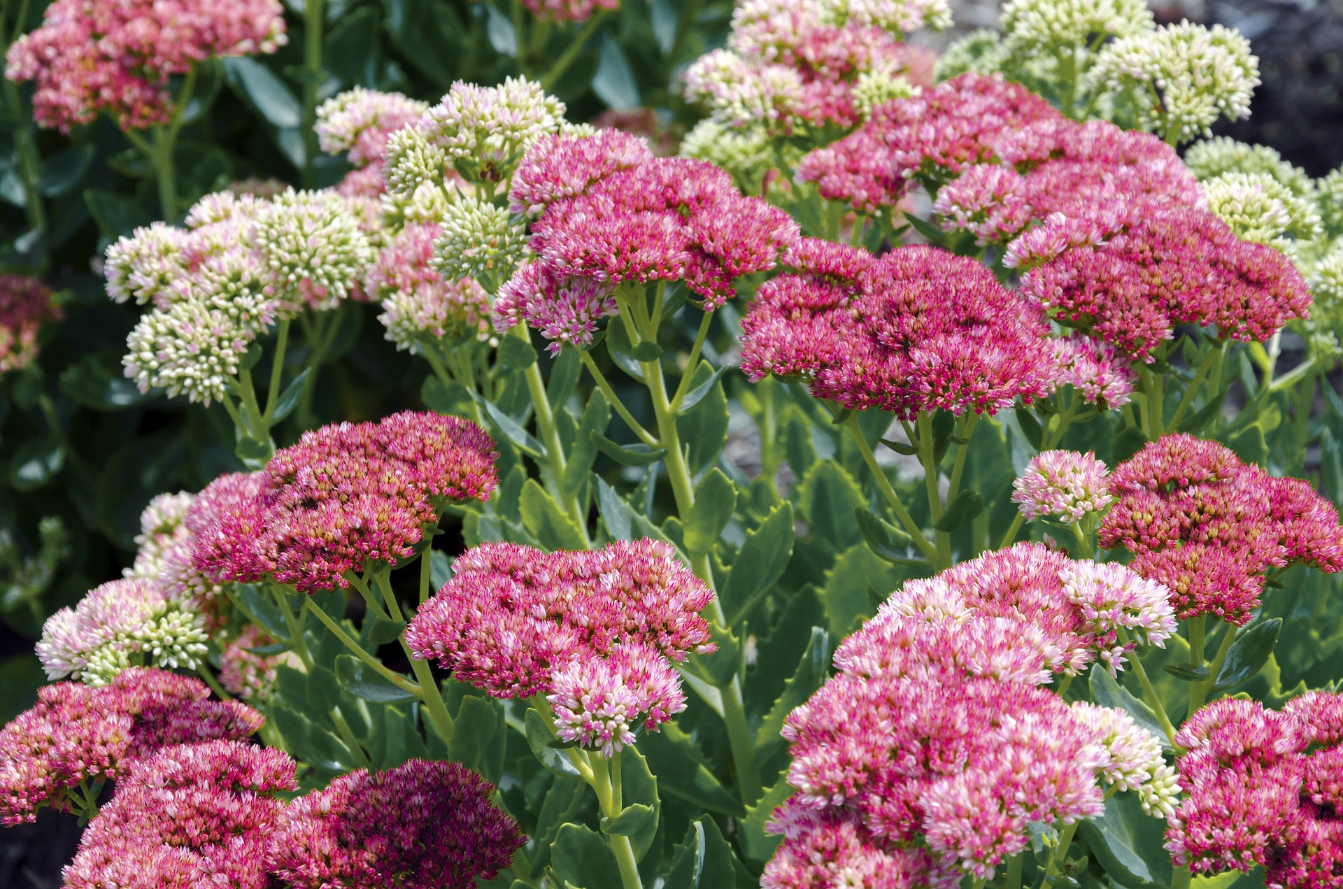 Fleurs de sedum