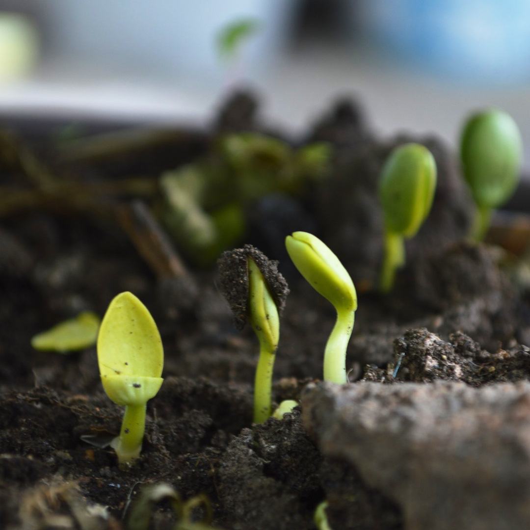 Aider une plante à se développer