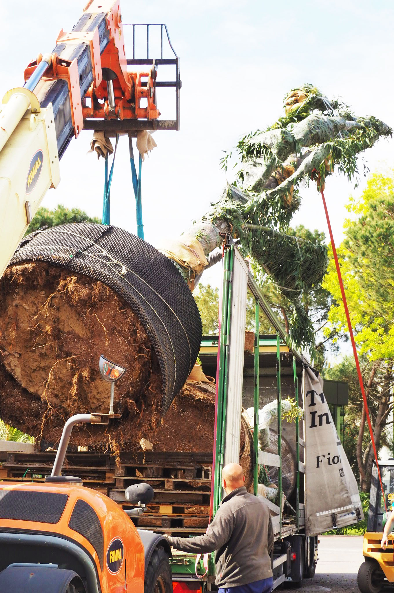 Transport d'Eucalyptus. Negoplantes, grossiste en végétaux à bordeaux et en gironde