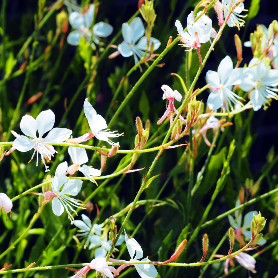 Photo de Gaura blanche