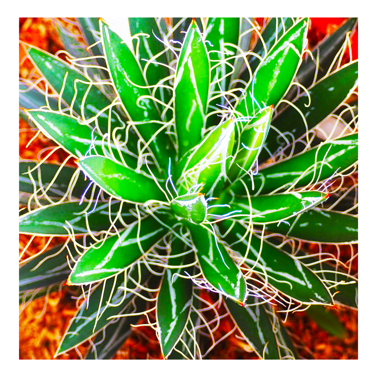 Agave schidigera , Negoplantes grossiste en végétaux