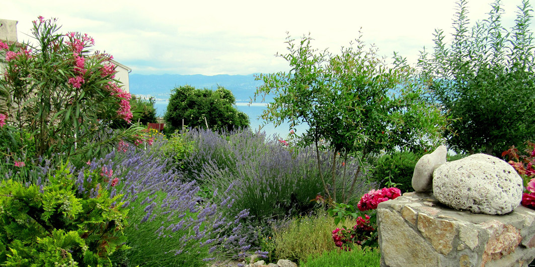 Jardin méditerranéen, quelles plantes choisir ? 