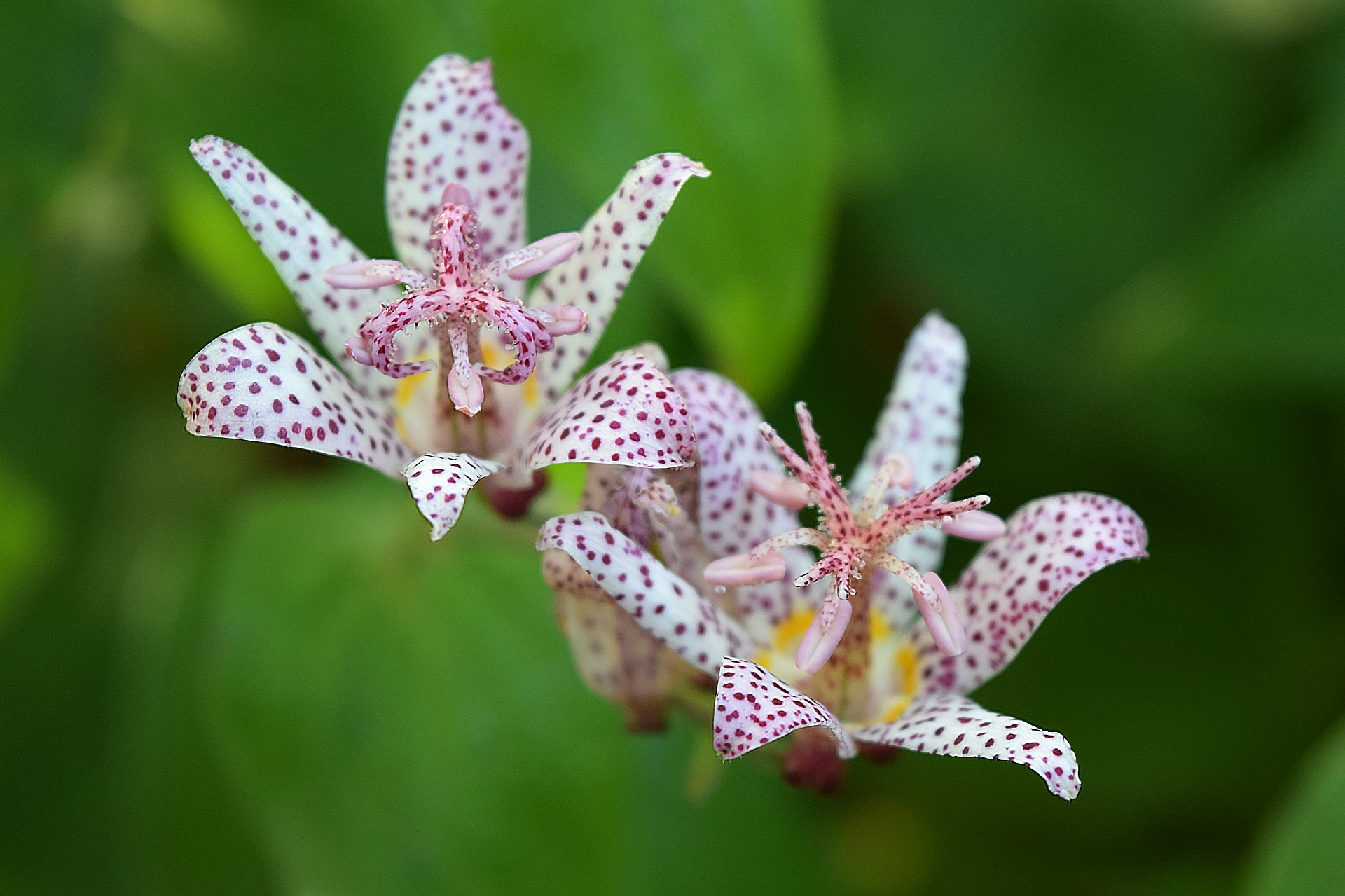 Tricyrtis, la vivace de floraison automnale similaire à une orchidée