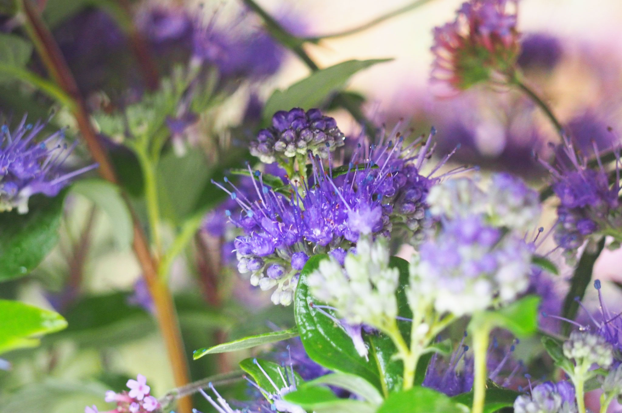 Le caryopteris x clandonensis 'grand bleu' l'arbuste aux fleurs bleues foncé intense par négoplantes, grossiste en végétaux pour professionnel et particulier