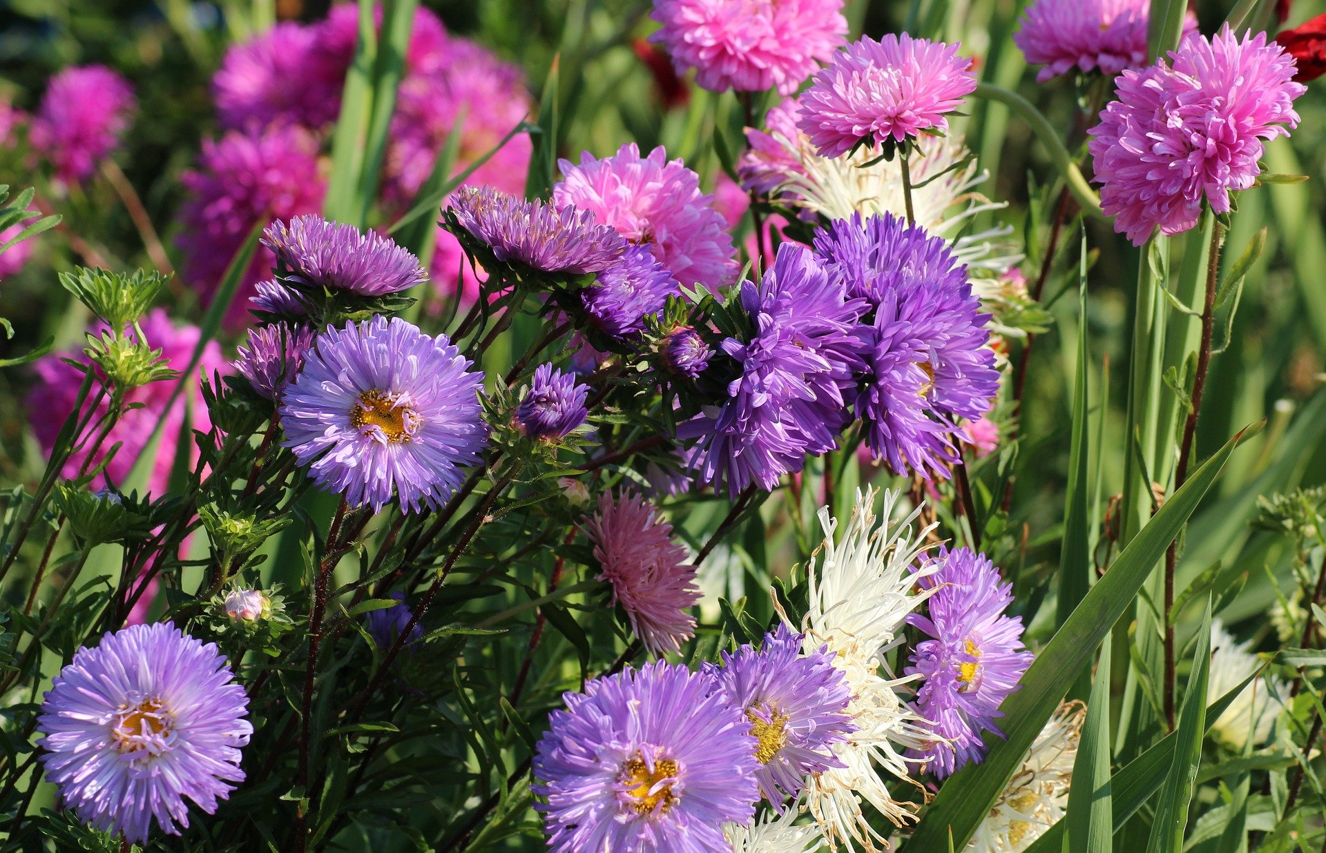 Aster d'Automne, vivace idéale pour égayer votre jardin en fin d'été 