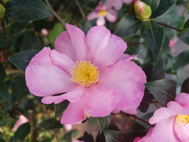 Camelia sasanqua également appelée Camélia de Noël et un arbuste à fleurs d'automne commercialisé par Négoplantes, grossiste en végétaux en Gironde et nouvelle aquitaine