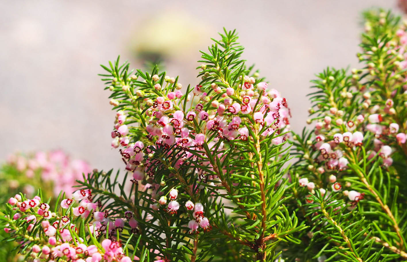 Les Bruyeres Erica sont de jolies plantes aux fleurs en forme de clochettes 