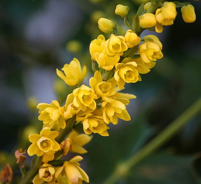 Photo de fleurs de mahonia x media, arbuste au feuillage décoratif et à la floraison jaune intense