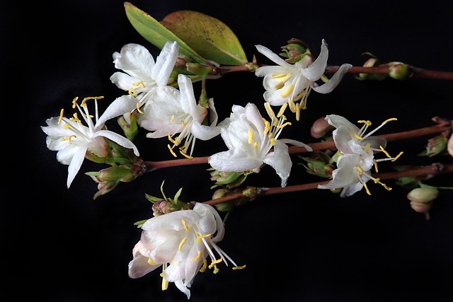 Lonicera fragrantissim