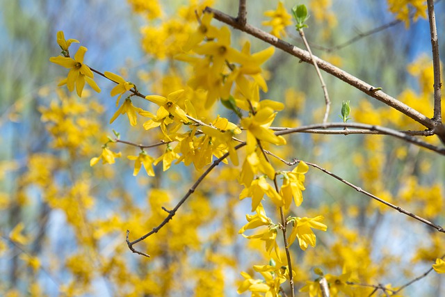 Jasminum nudiflorum