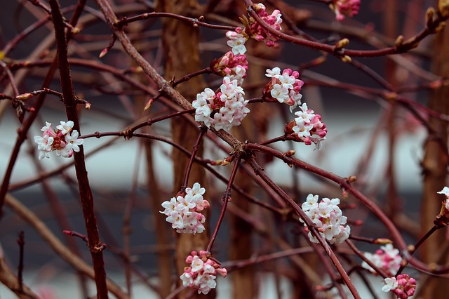 Viburnum