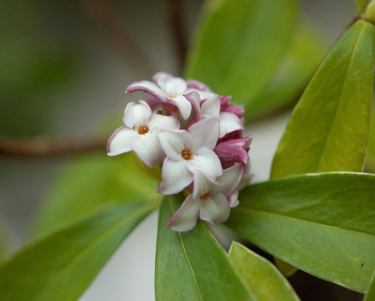 Daphne odora Aureomarginata