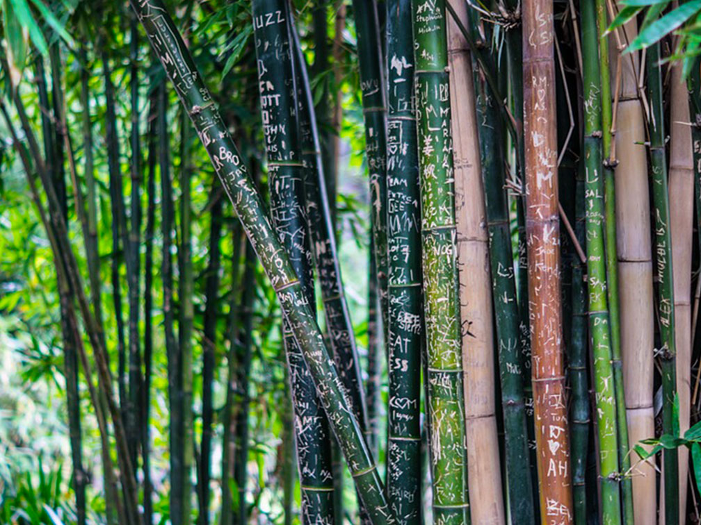 Bambou nigra