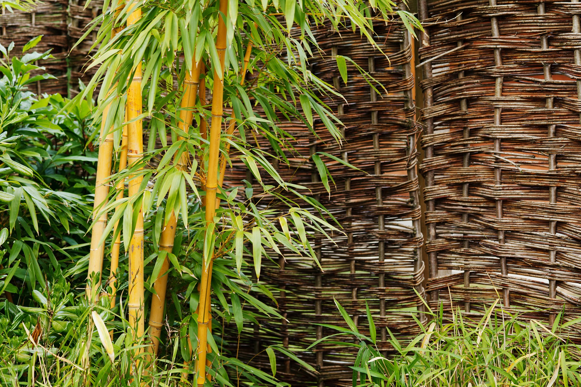 Vous saurez tout sur le bambou !