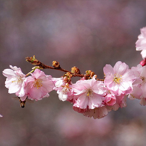 Prunus subhirtella ‘Autumnalis’