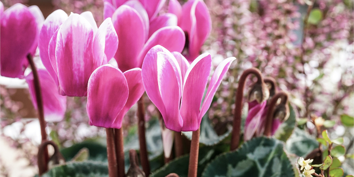 Que planter pour avoir un jardin fleuri en Hiver ?