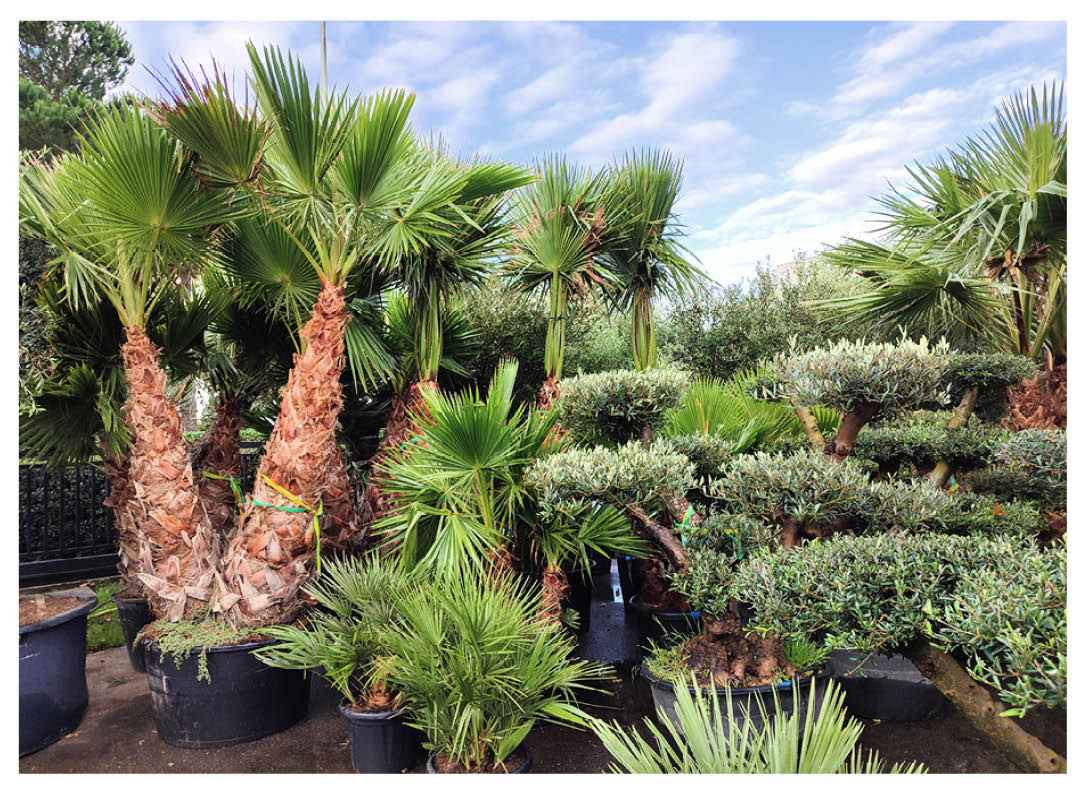 Photo de végétaux stocké chez Négoplantes grossiste en végétaux pour professionnel. On peut y voir des oliviers, des palmiers, etc.