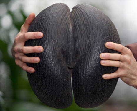 La graine la plus grosse du monde, provenant d'un palmier