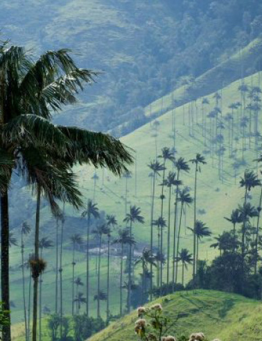 Photo du palmier le plus haut du monde, le palmier cire (Ceroxylon quindiuense), une espèce endémique de la Colombie