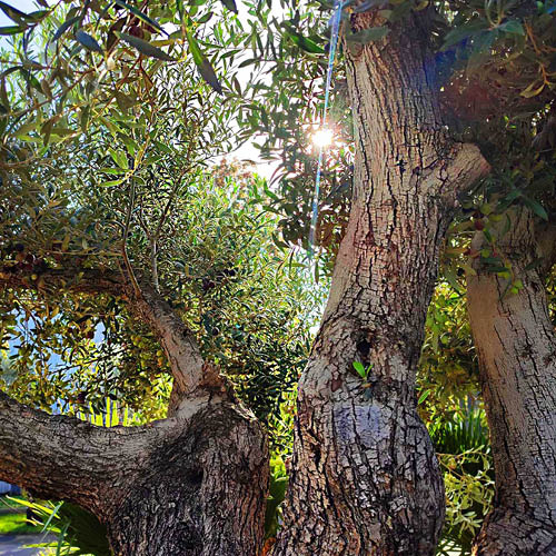 Photo d'un tronc d'olivier et de son feuillage 