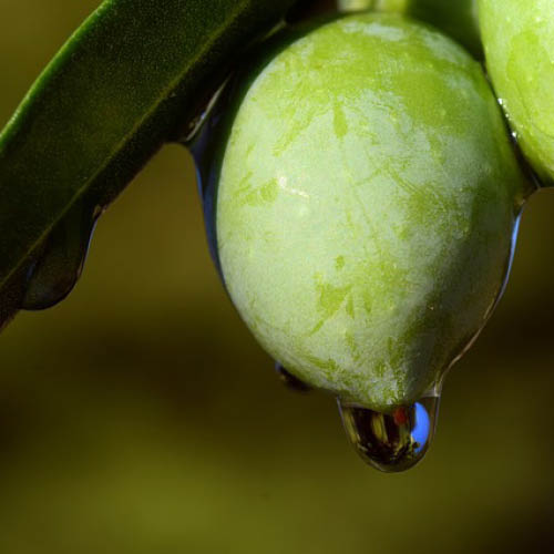 Photo d'une olive, utilisée pour représenter l'origine et les croyances autour des oliviers.