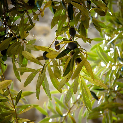 Photo d'un olea europeae illustrant l'article : quand et comment planter un olivier
