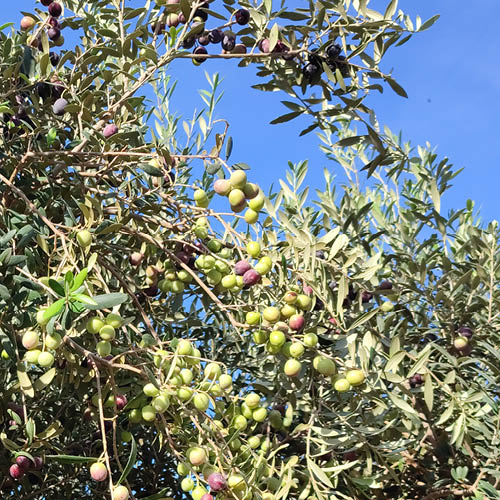 Photo d'un olivier garni d'olive, illustrant les multiples origines de l'olivier