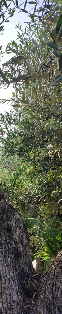 Photo d'un olivier en gros plan. On peut y voir les feuilles, et le tronc de celui-ci.