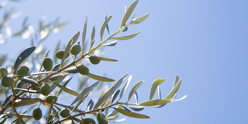 Les formes et âges des olea europaea