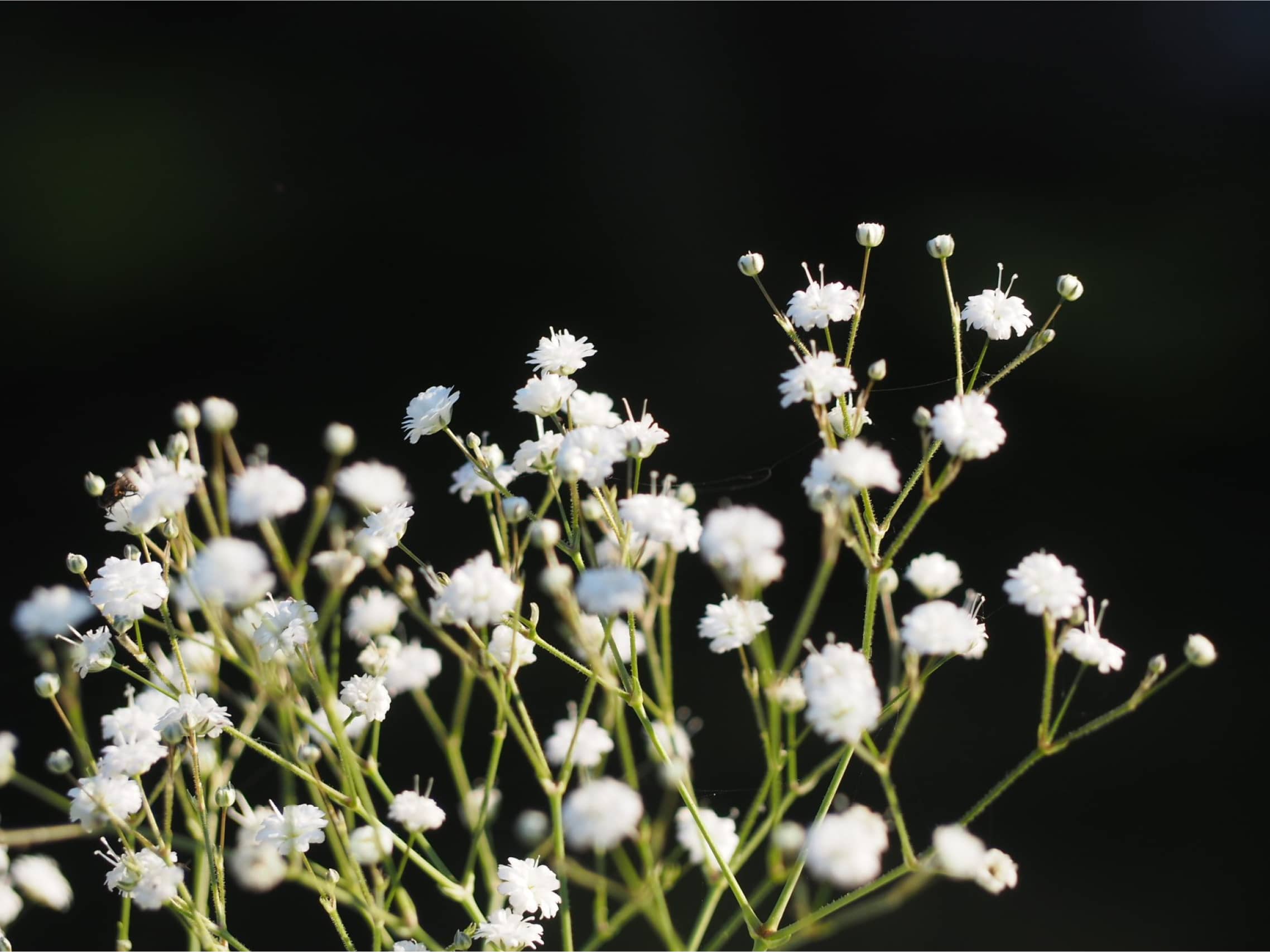 image slideshow Negoplantes