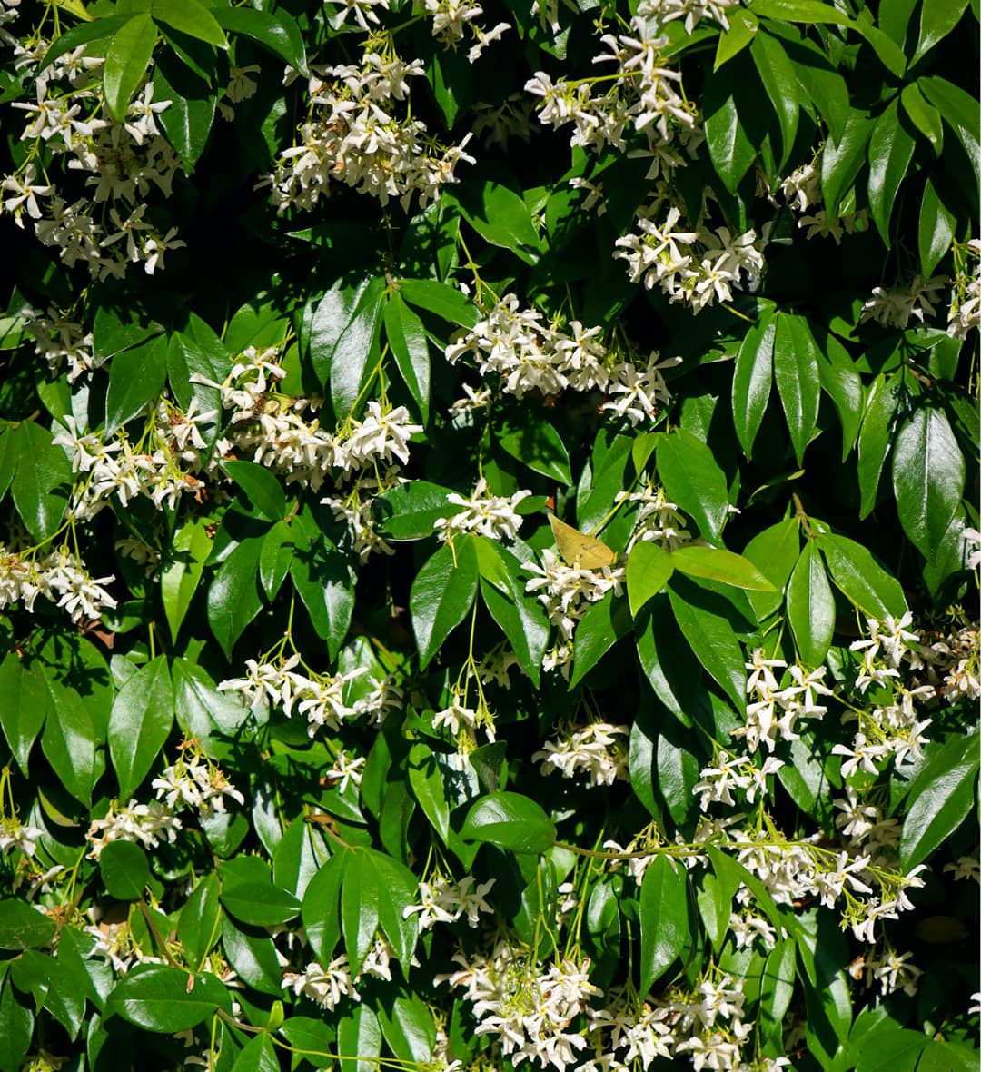 Photo d'un Trachelospermum, également appelé faux jasmin, palissé sur un mur 