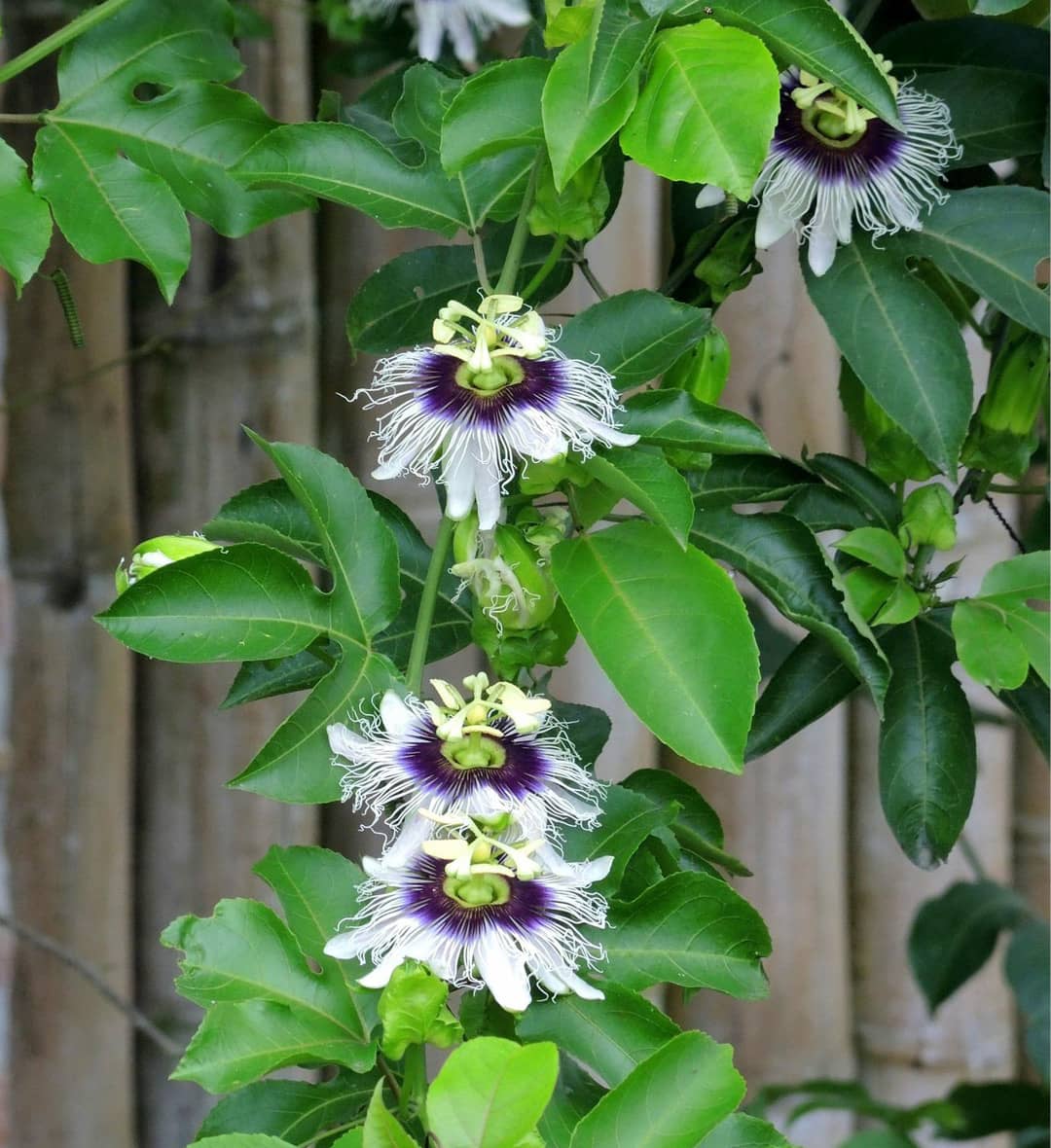 Photo d'une passiflore (passiflora), la plante grimpante du fruit de la passion, en fleur, sur une clôture en bois