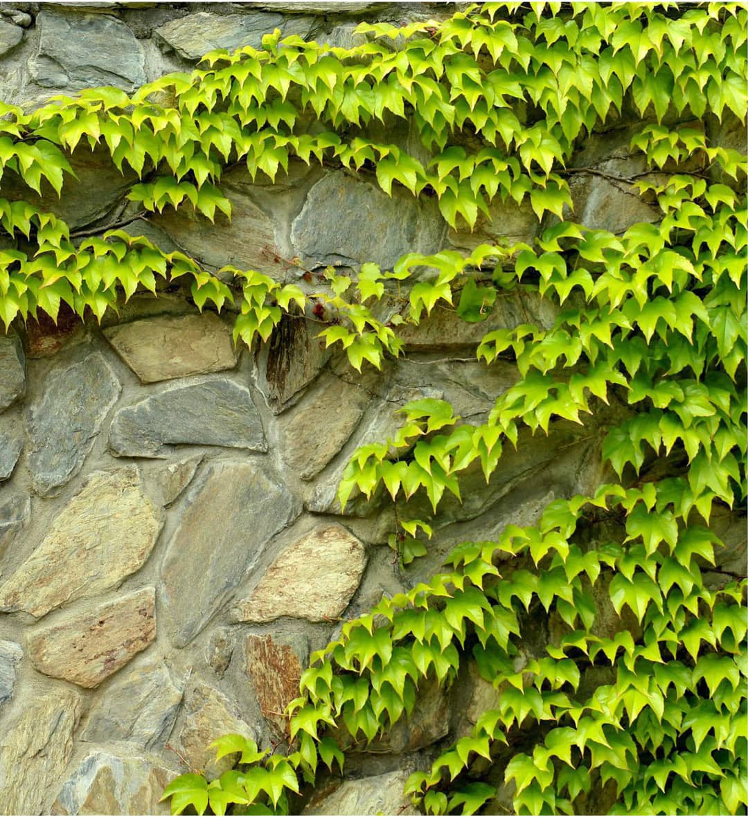 Photo d'une vigne vierge, une plante grimpante très répandue à Bordeaux et dans la région bordelaise. Elle est généralement utilisée pour habiller un mur.