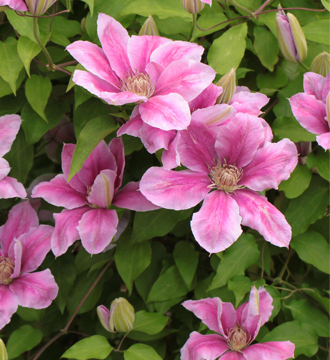 Photo d'une clematis, dont les fleurs présentent une magnifique couleur rose