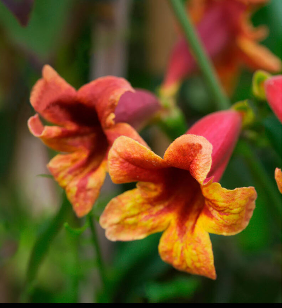 Bignone en fleur, de couleur orange/rouge, et dont le parfum ressemble à un mélange de café et de chocolat !