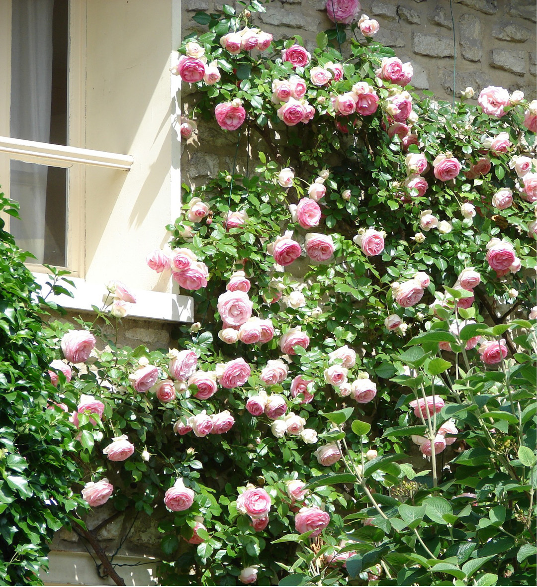 Rosier grimpant en fleur qui décore un mur. On peut voir de magnifiques fleurs blanches et roses près d'une fenêtre à l'étage