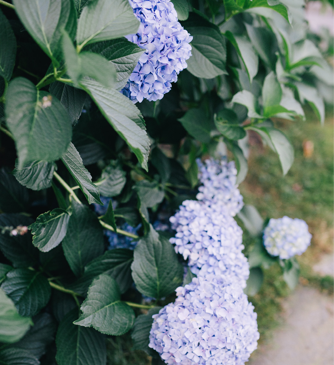 Hortensia (hydrangea) grimpant se développant à l'ombre. On peut y voir des fleurs de couleur bleue s'épanouir.